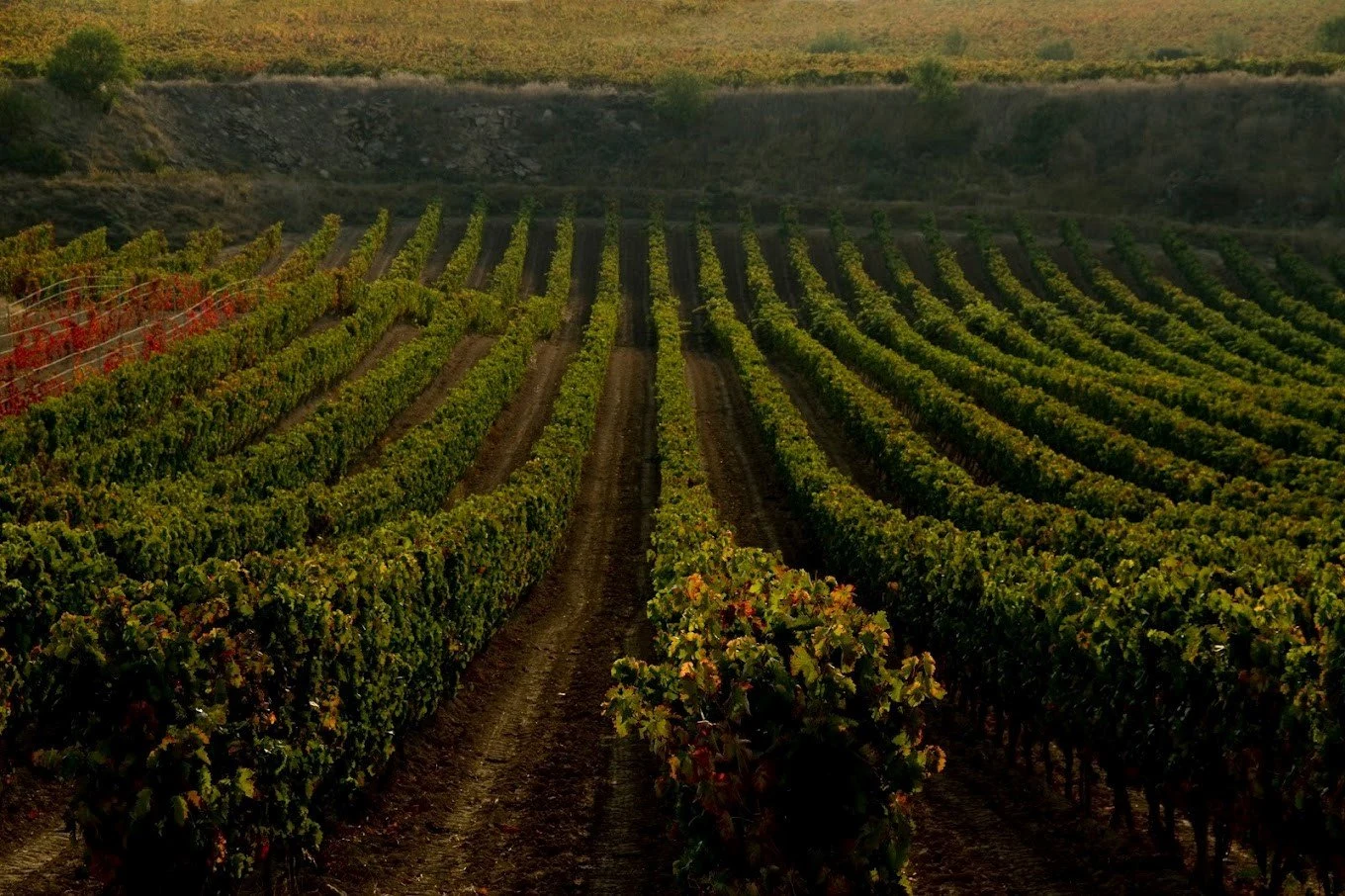 Bodegas Tobía
