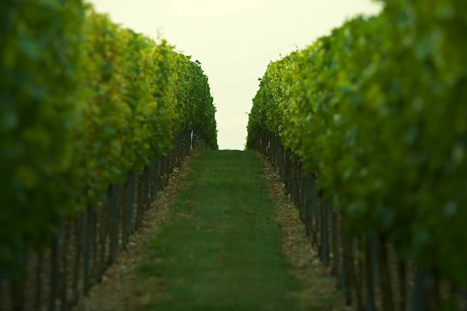 Weingut Zelt