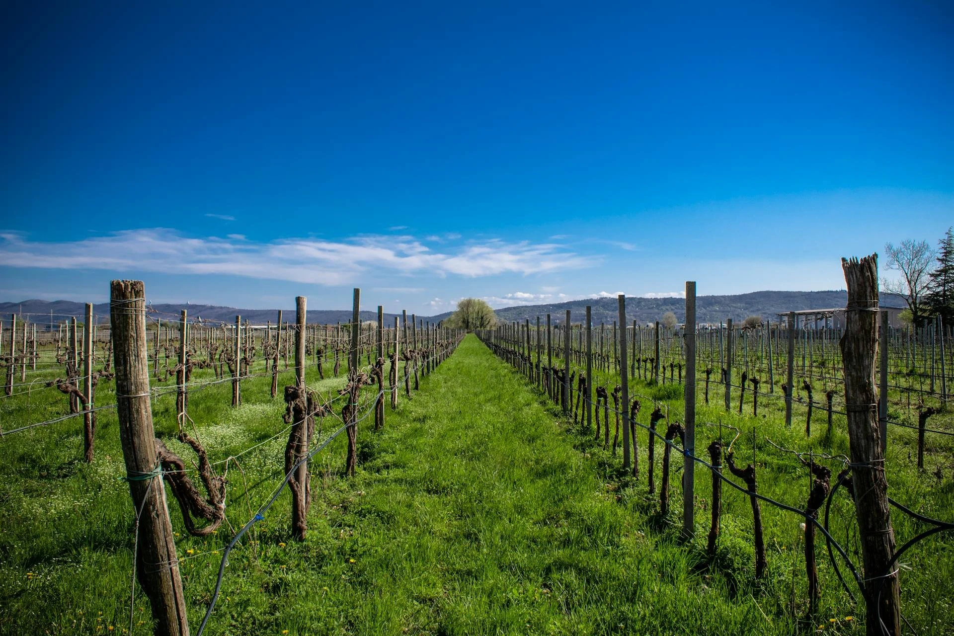 Farella Vineyard