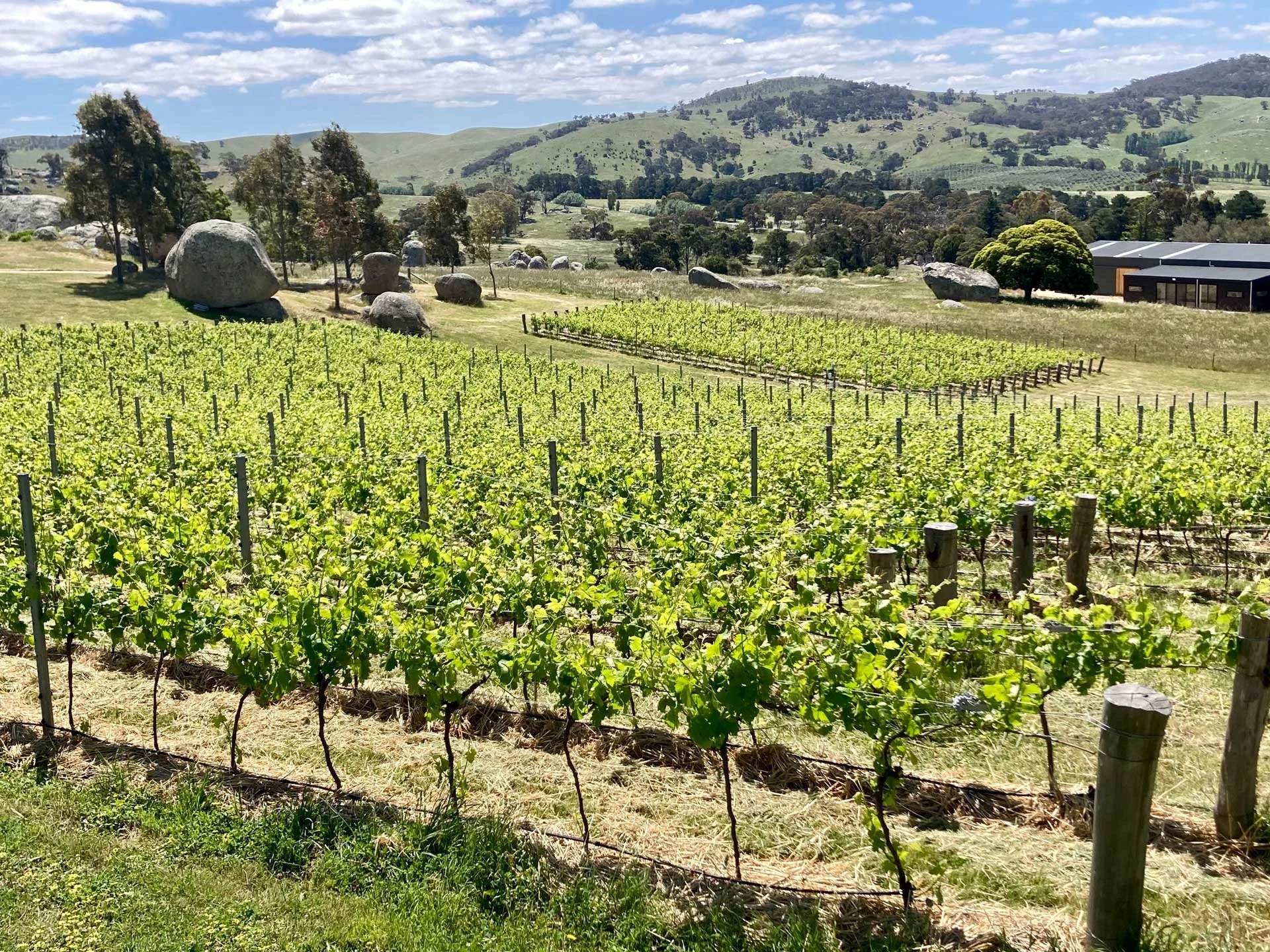 Syrahmi
