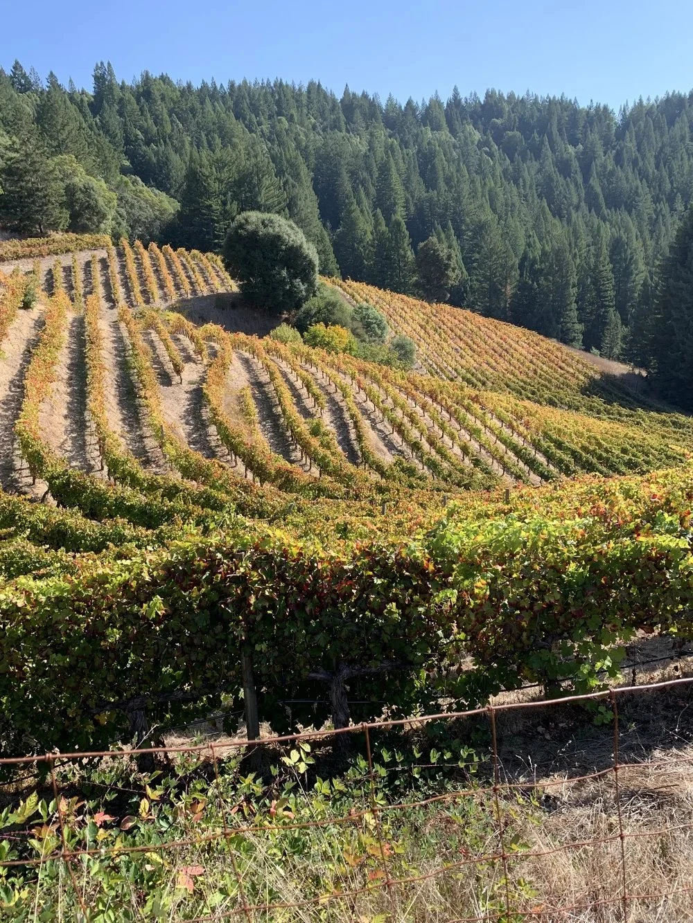 Boonville Road Wines