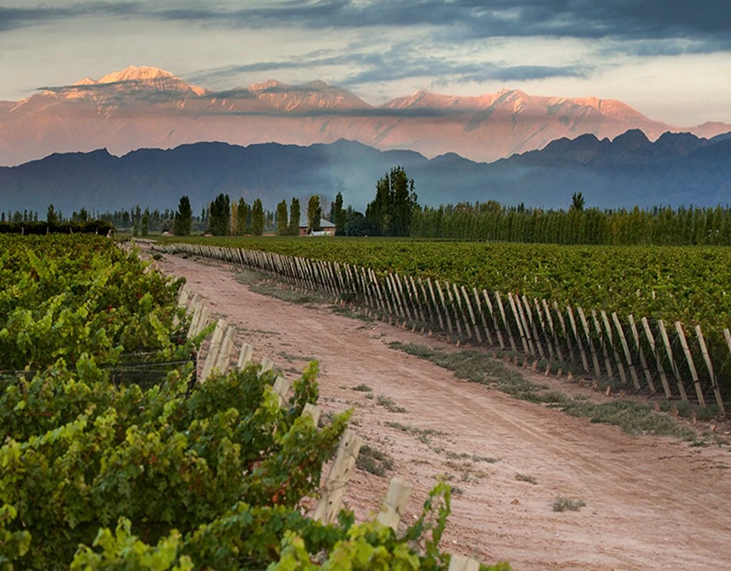 Bodega Mendel