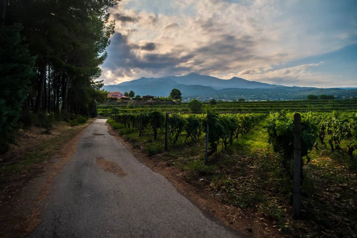 Cantine Murgo