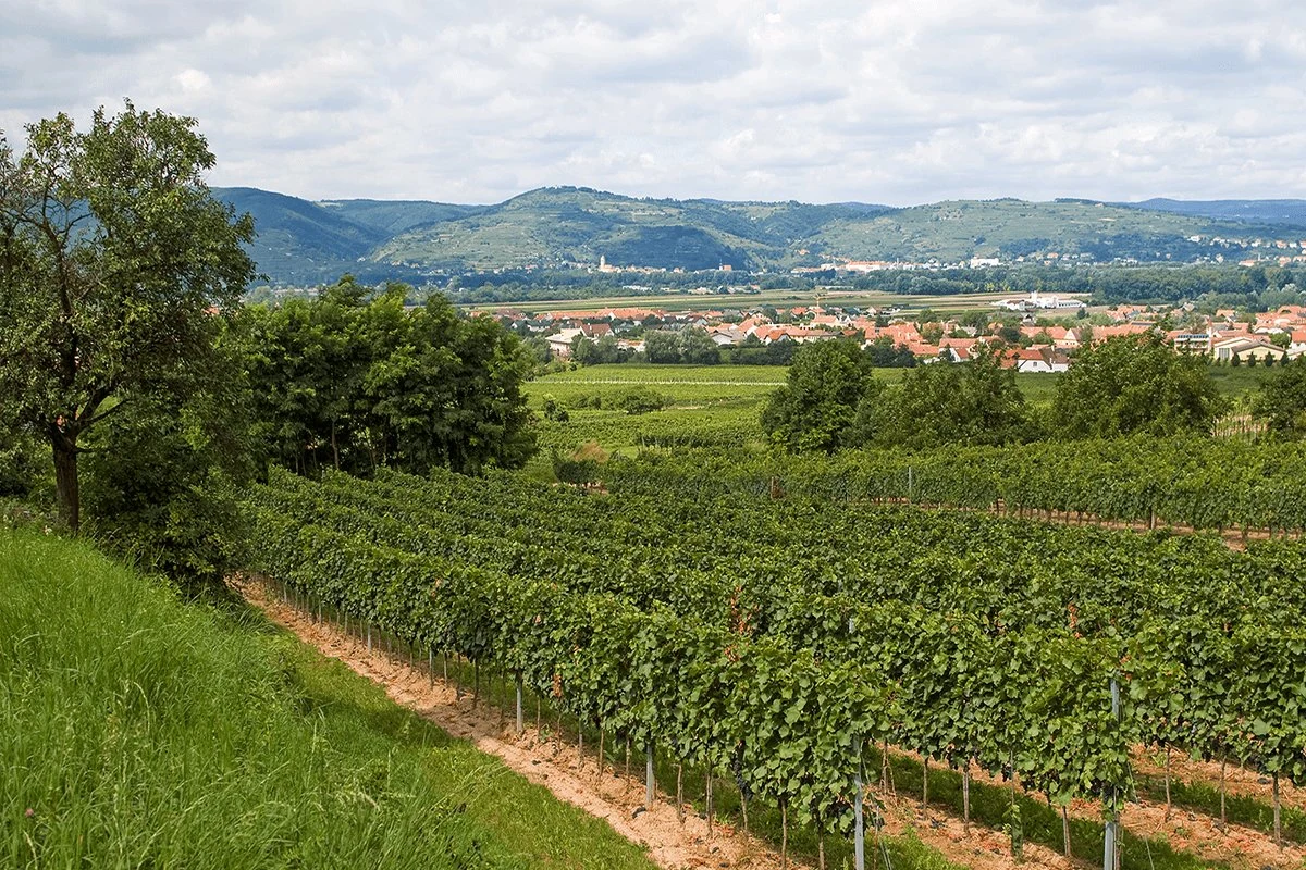 Weingut Petra Unger