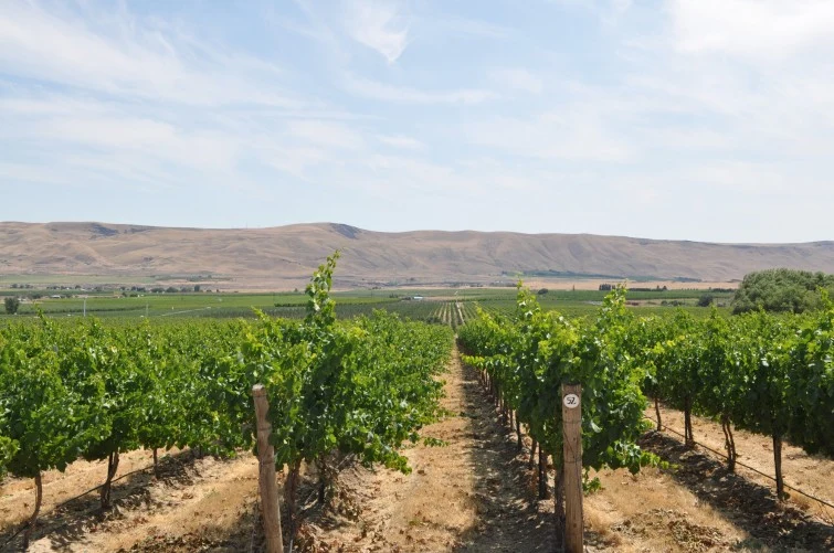 Betz Family Winery
