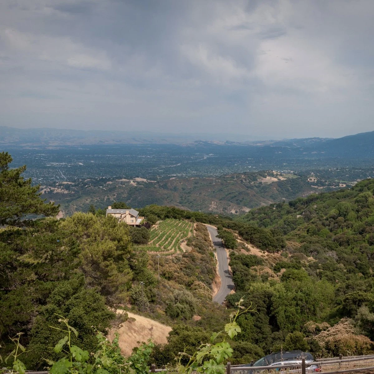 Vidovich Vineyards