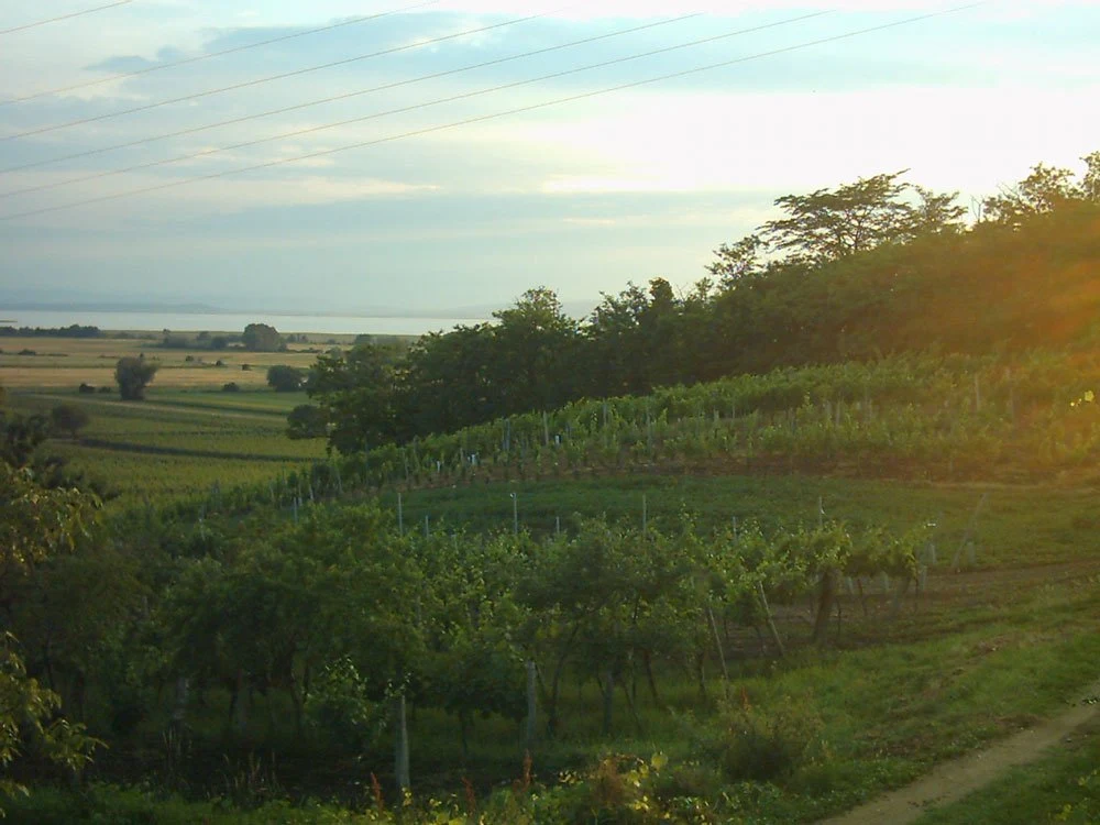 Bio-Weingut Bernthaler + Bernthaler