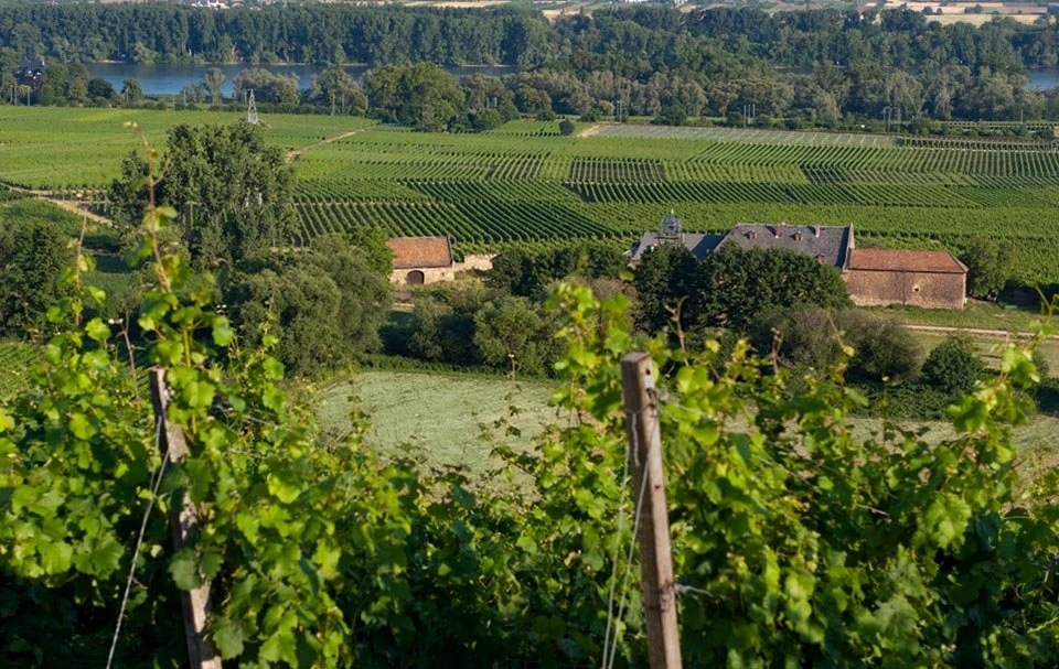 Weingut Johannishof