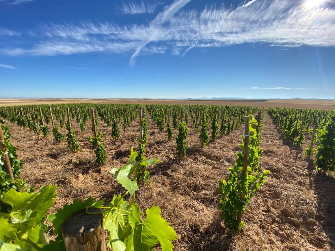 Bodegas Félix Callejo