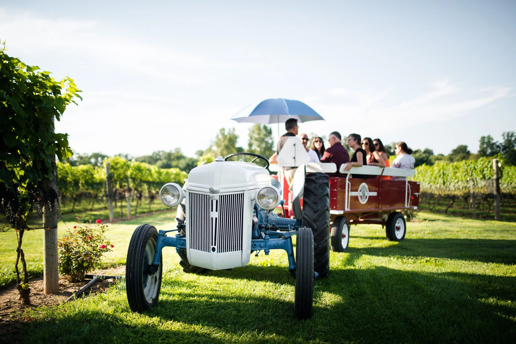 Beneduce Vineyards