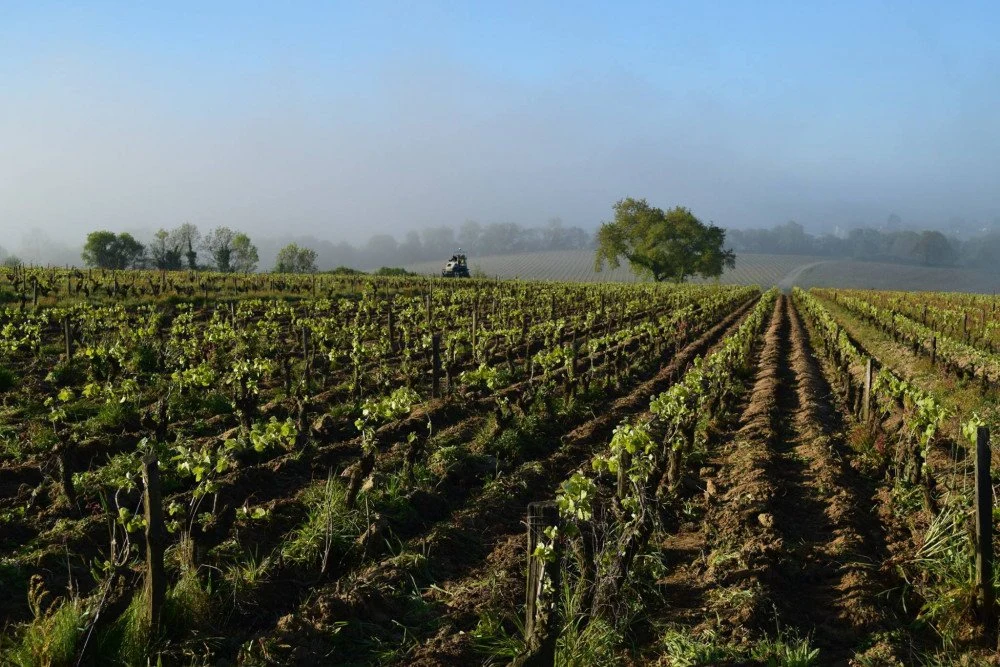Domaines Landron