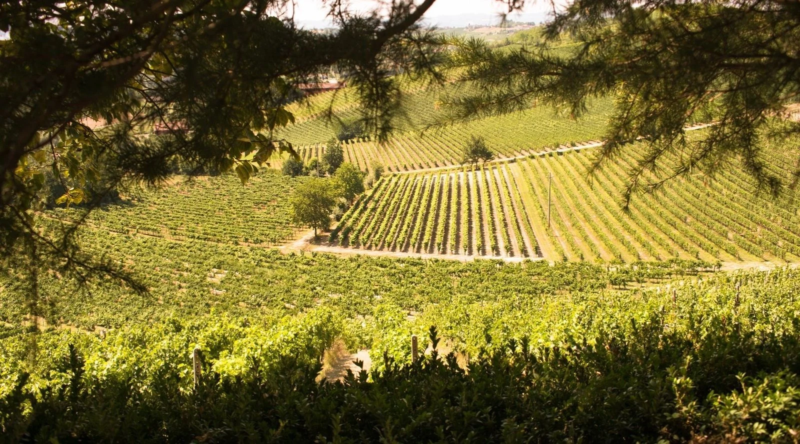 ACCORNERO VINI