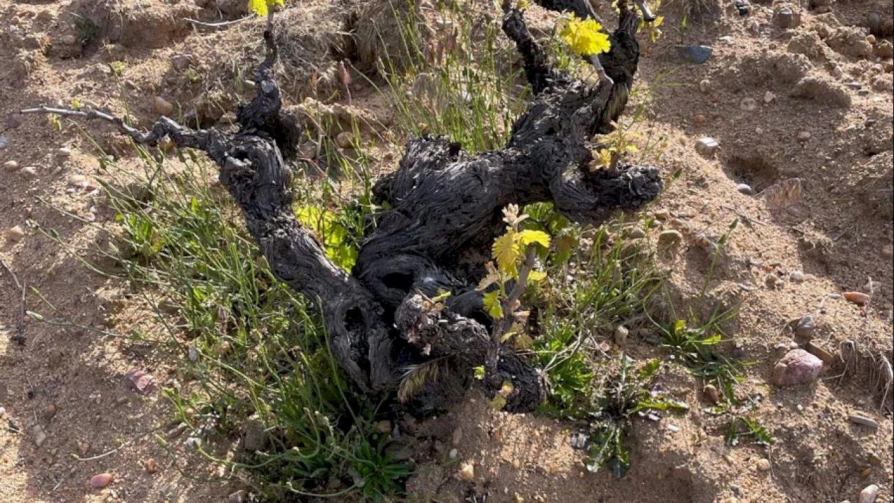 Bodegas Maurodos