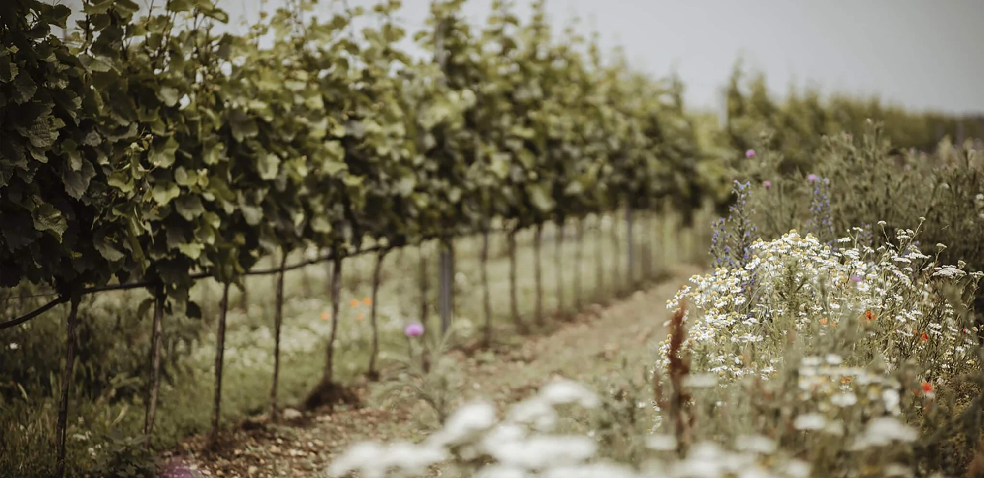 Weingut Hannes Reeh