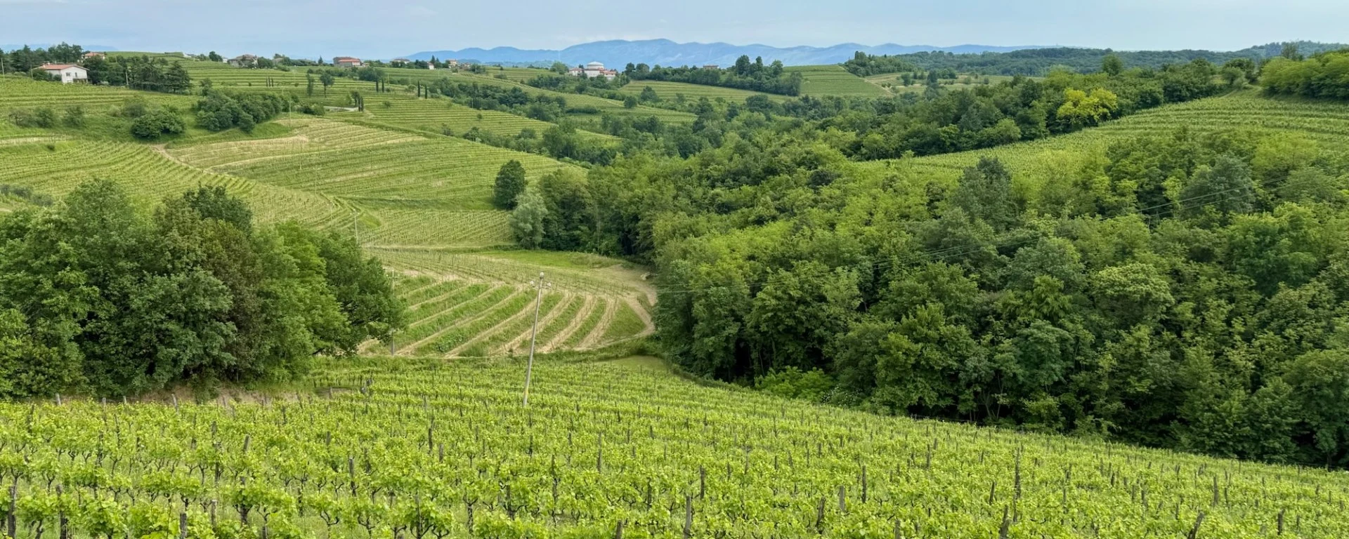 Rolling hillside vineyards with gentle slopes and wooded valleys in the Collio wine region