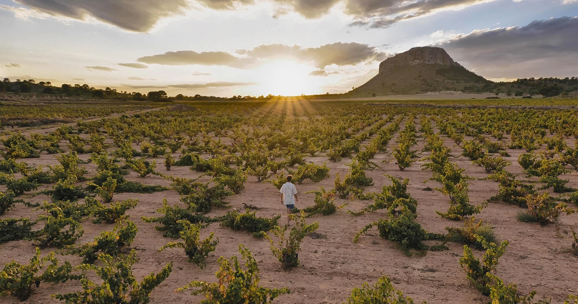 Bodegas Alceño