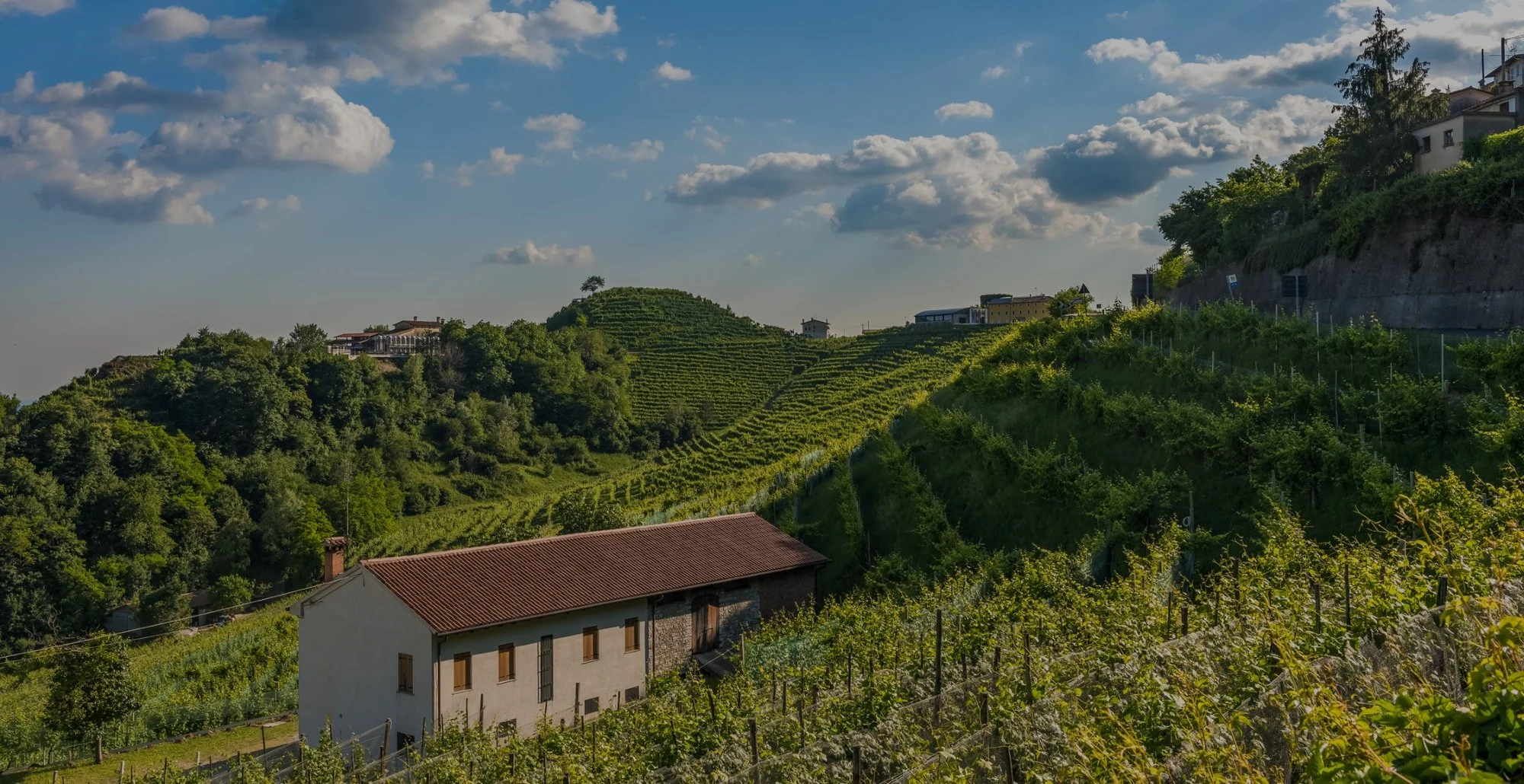 Cantina Pietrovecchio