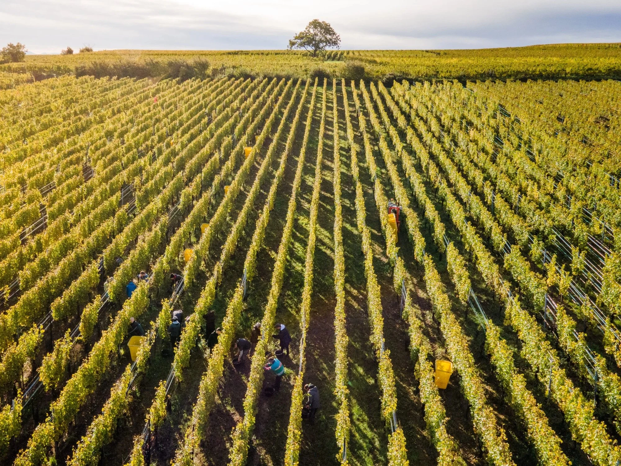 Domaine Zinck