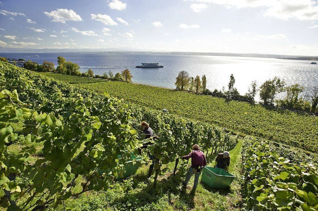 Staatsweingut Meersburg