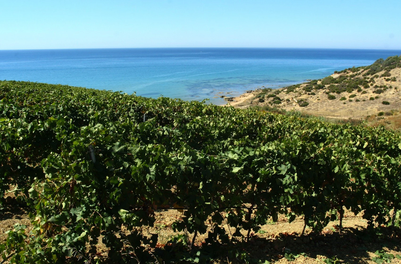 Cantine Settesoli