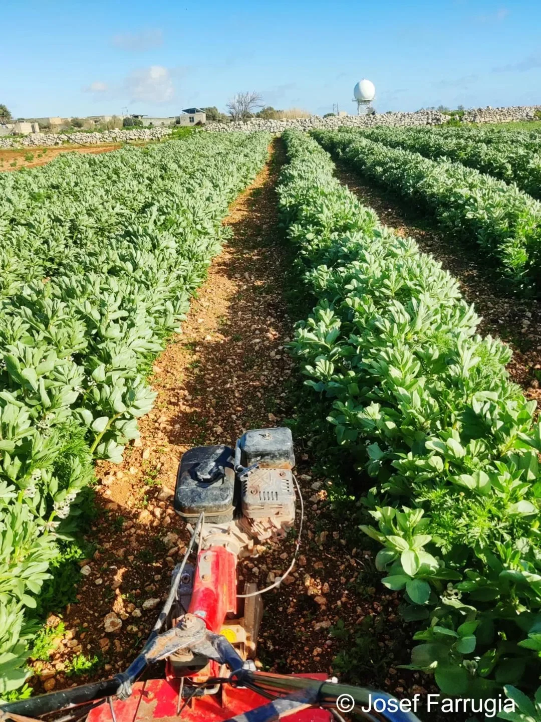 Josef Farrugia – A young farmer entering the organic sector in Malta | EU CAP Network