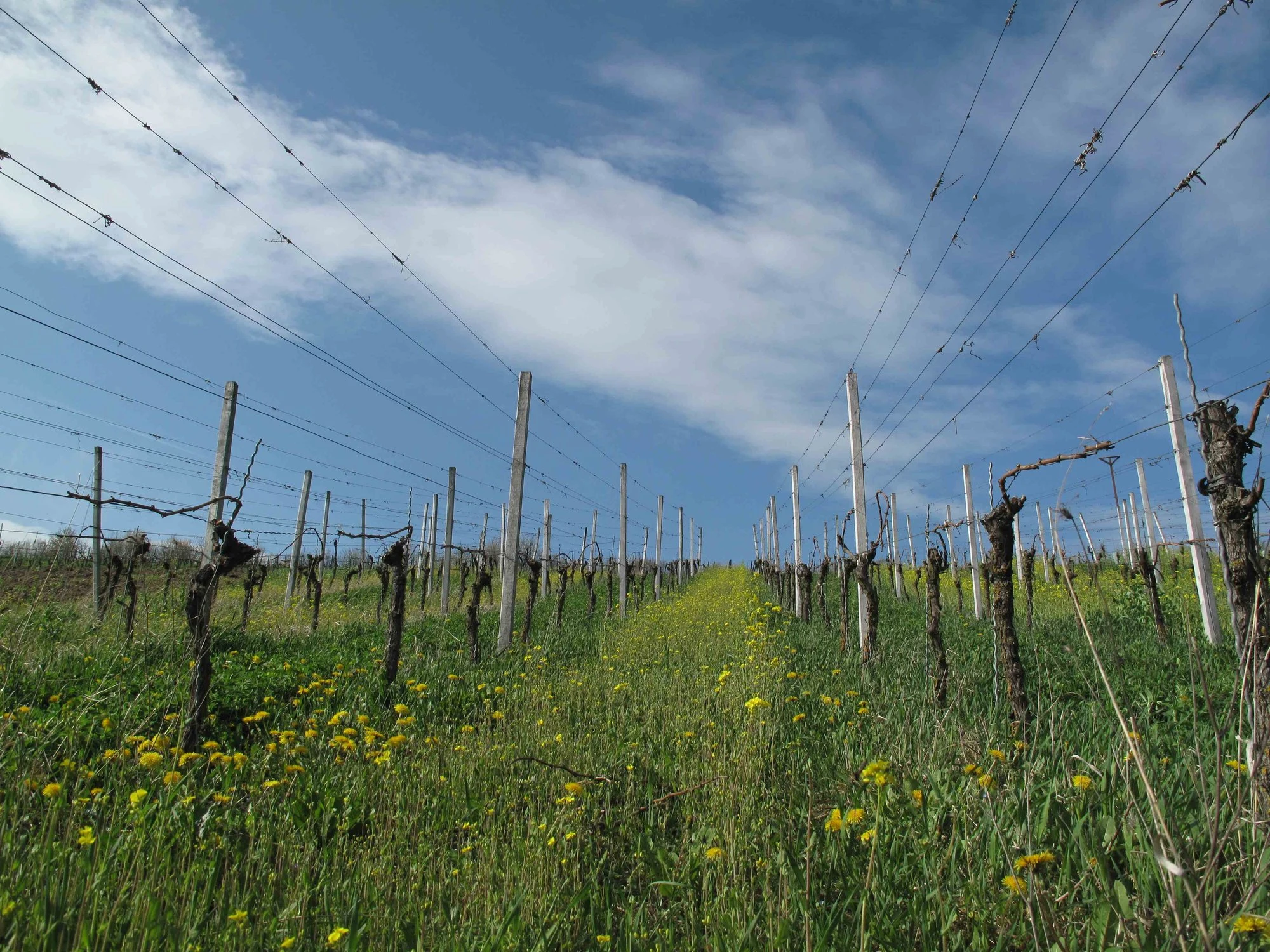 Weingut König