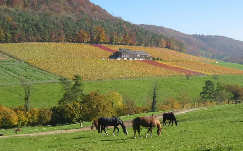 Büchli Weine
