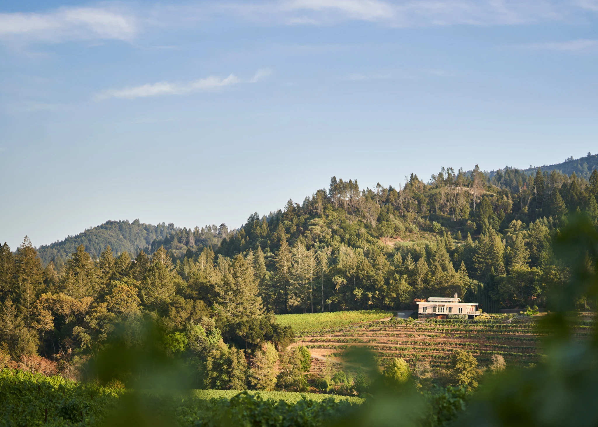 Diamond Creek Vineyards