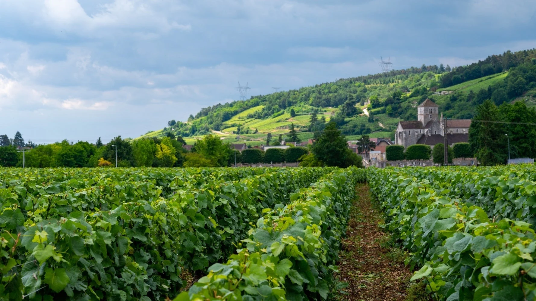 Domaine Comte de Vogue