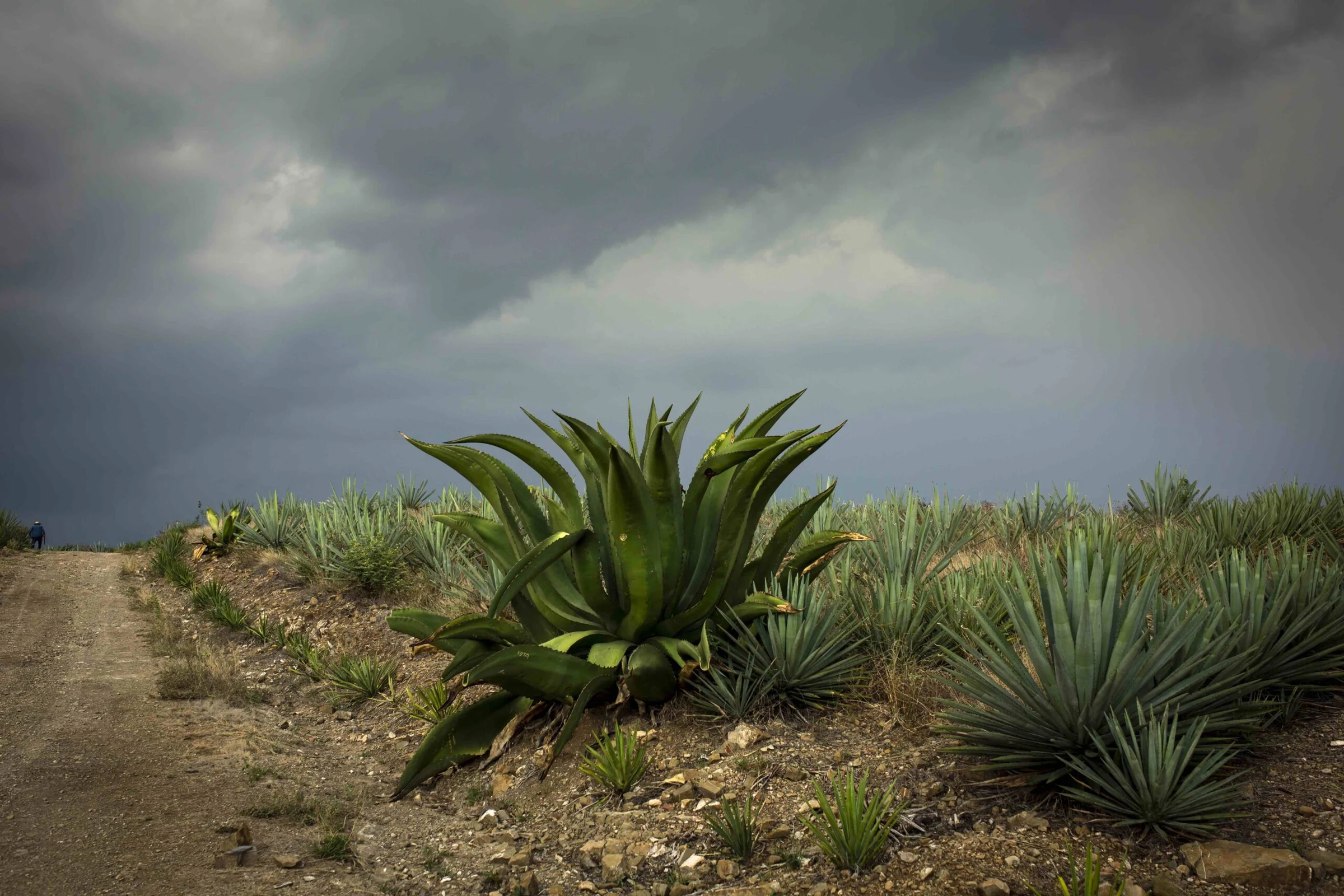 Mezcal Vago (Aquilino García López)