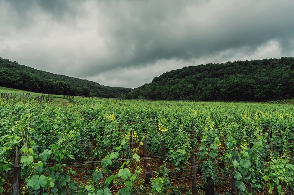 Domaine Rene Engel