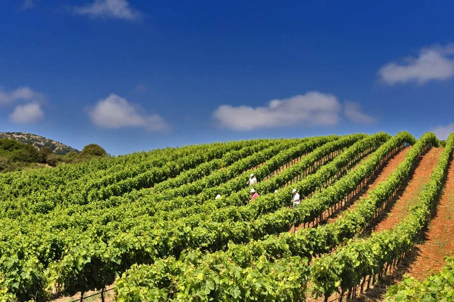 Antonopoulos Vineyards