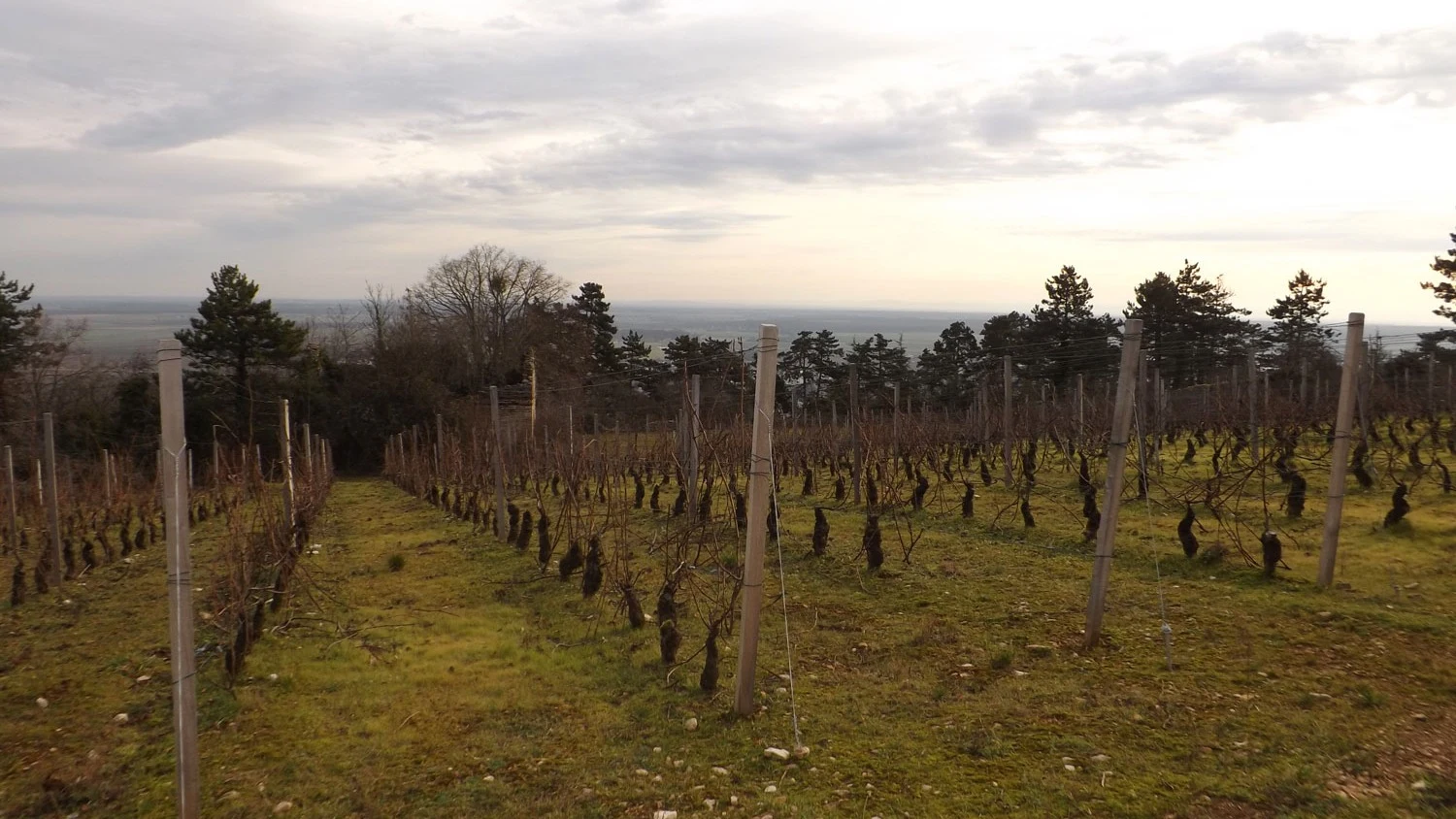 Domaine Dauvissat
