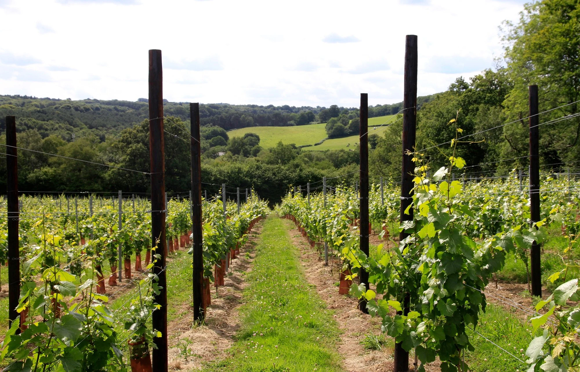 Busi Jacobsohn Wine Estate