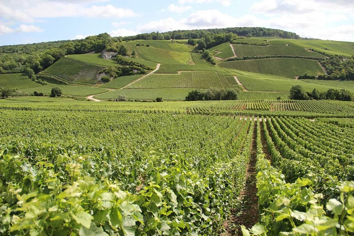 Champagne Jacques Selosse