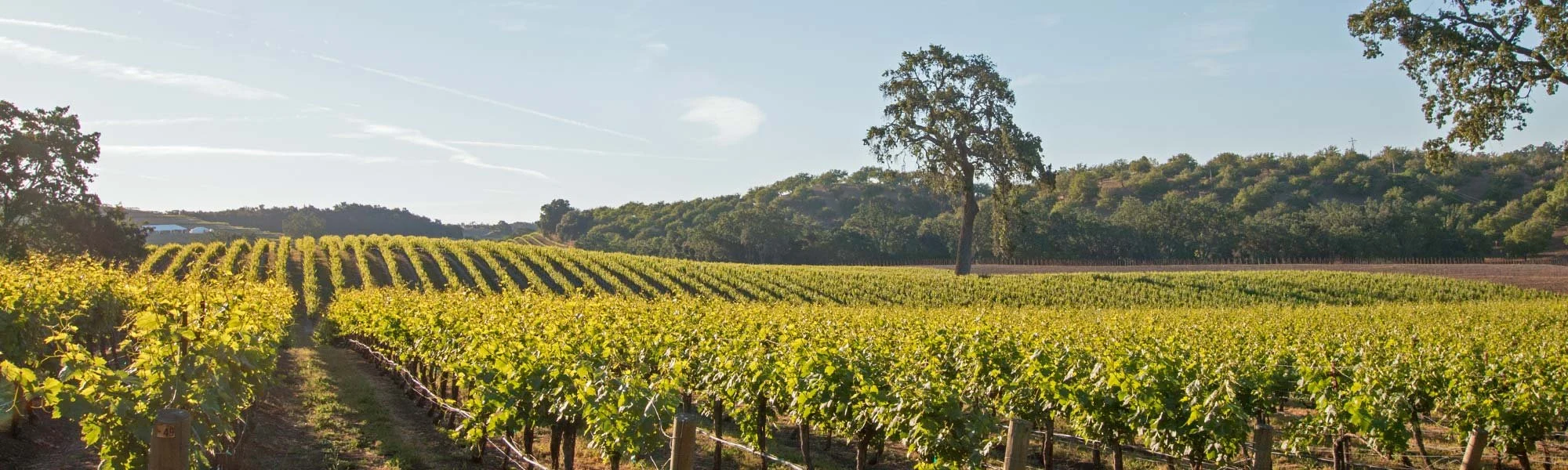 Donati Family Vineyard