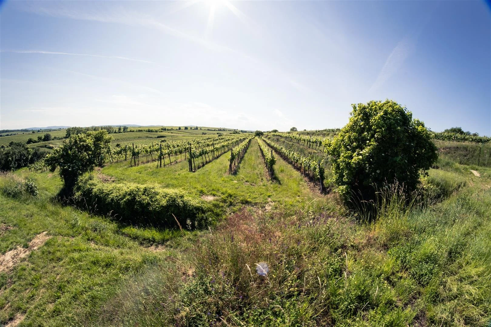 Weinbau Stattin