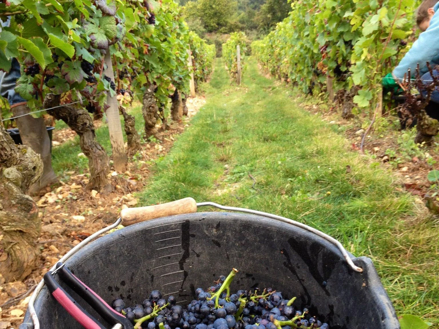 A harvest bucket of Pinot Noir from the Arnoux-Lachaux Clos des Corvées Pagets.