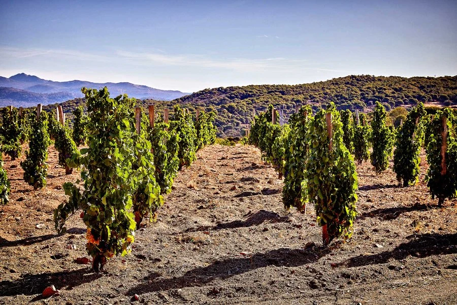 Bodega Marañones