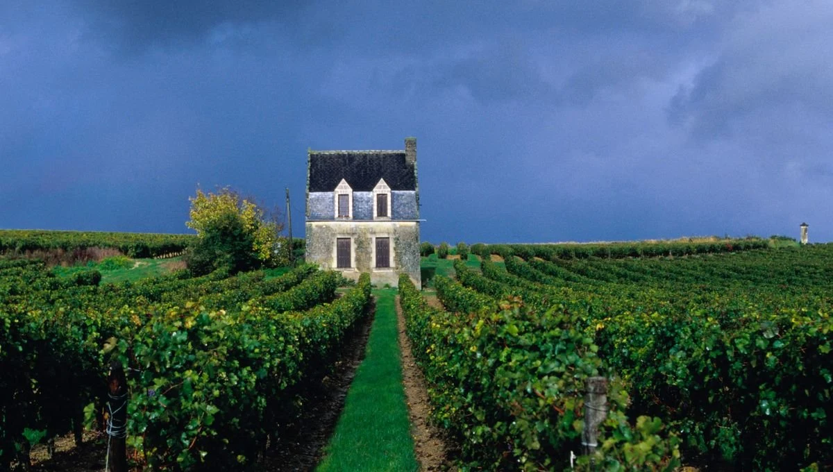 Domaine de la Taille aux Loups