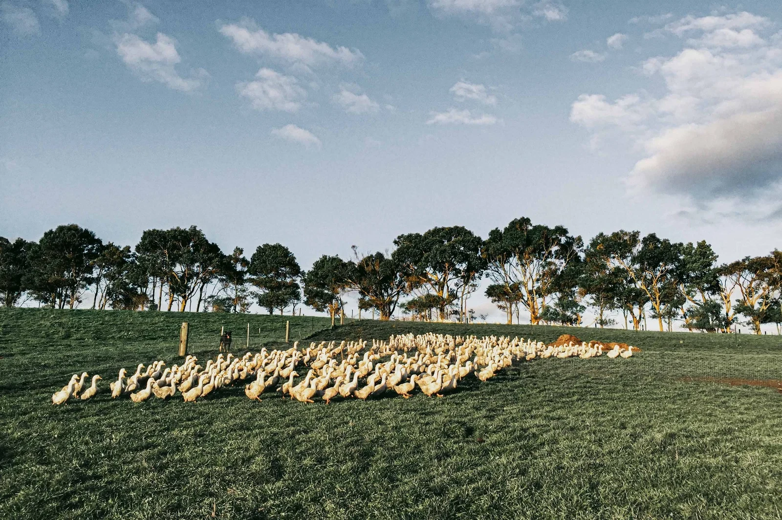 Home | Great Ocean Ducks