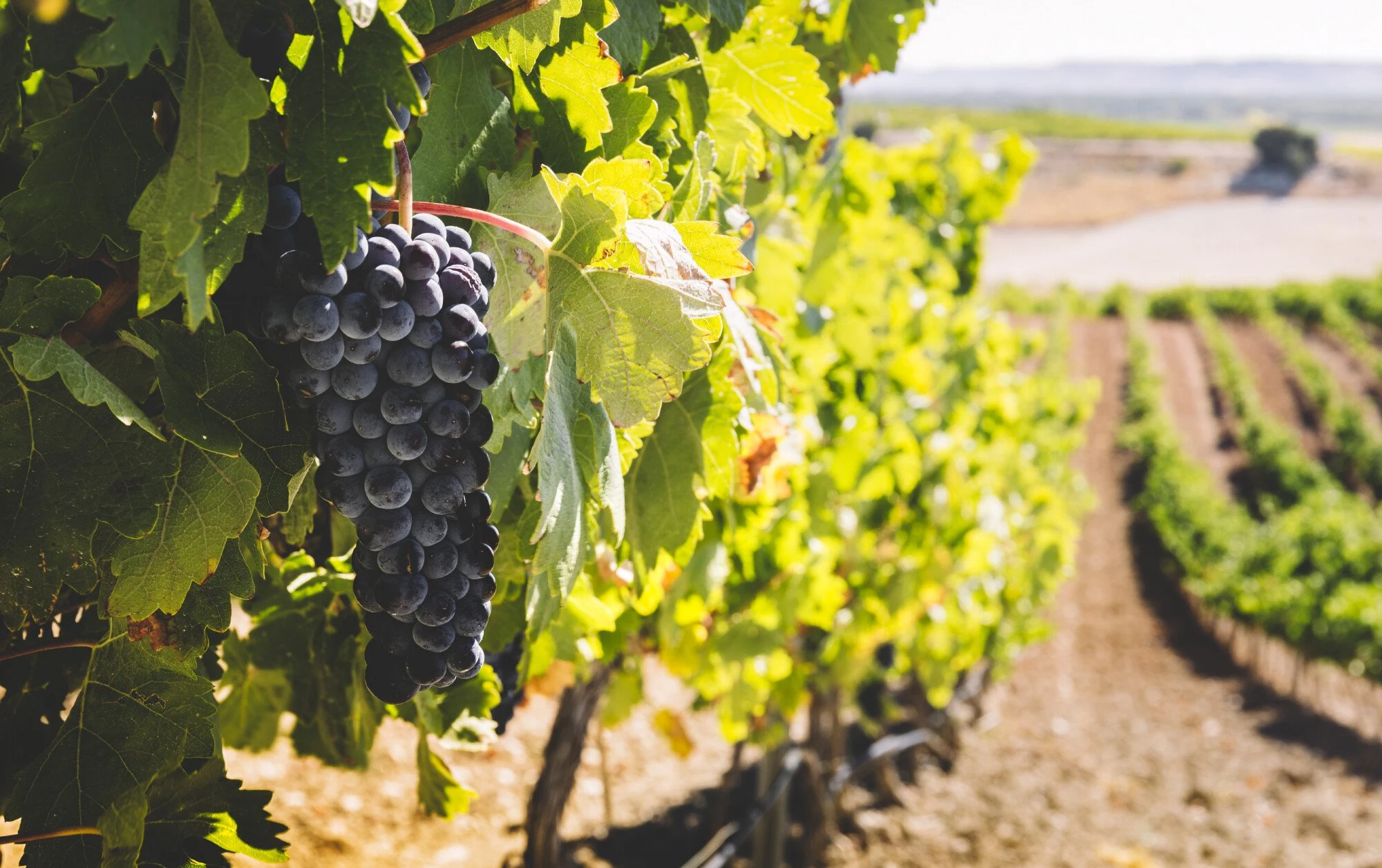 Bodegas Nexus