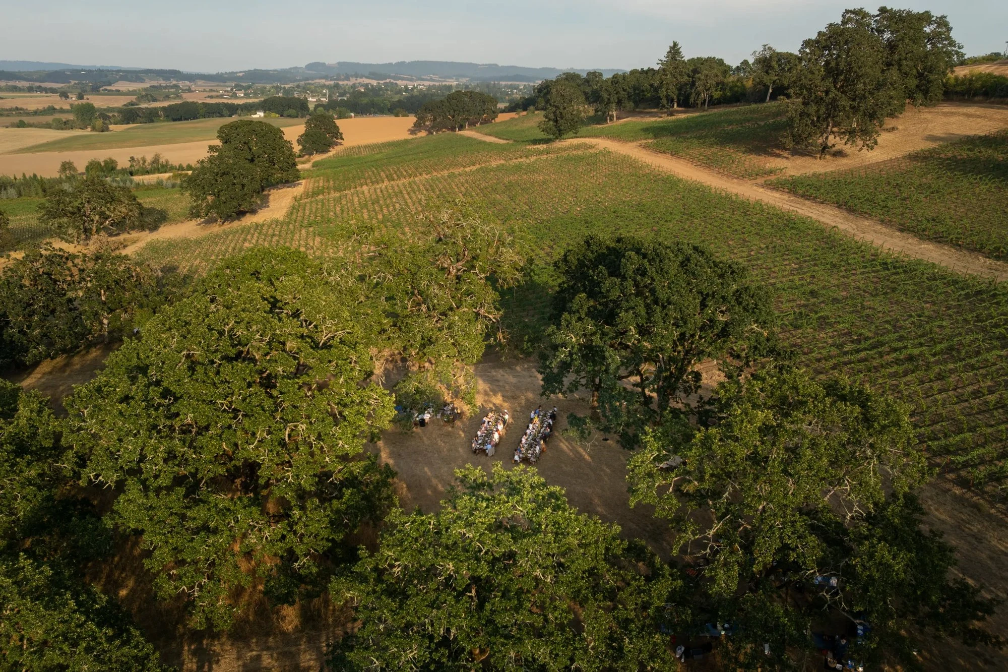 McCollum Family Vineyard