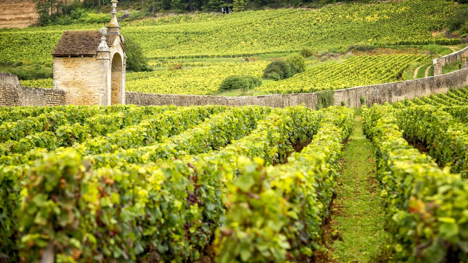 Domaine Robert Groffier Père & Fils