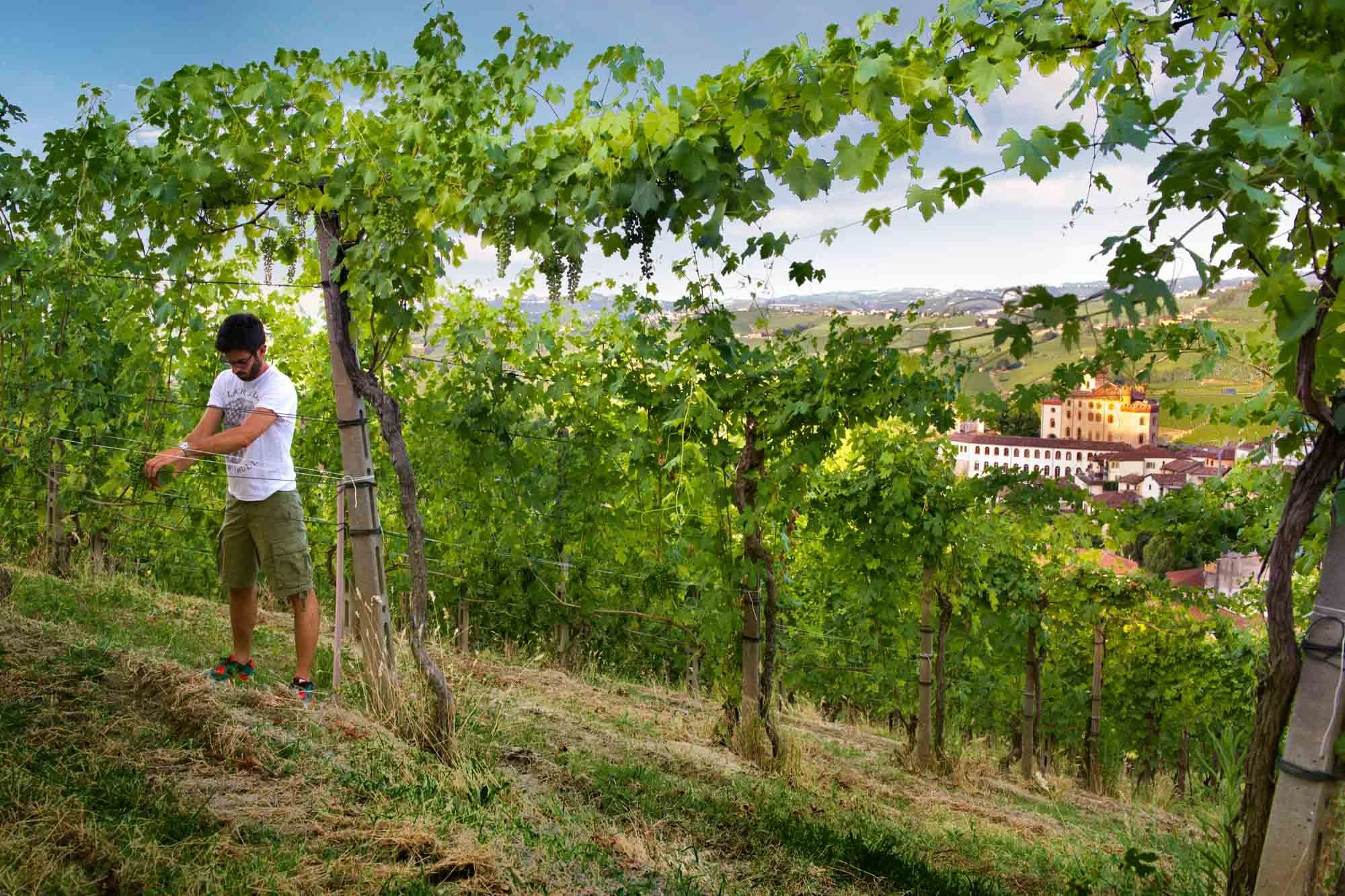 Cantine Risveglio