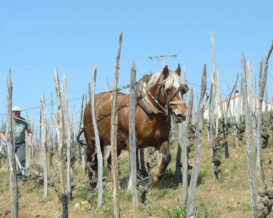 Domaine Rouchier