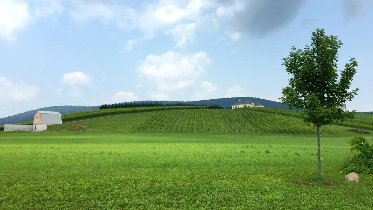 Black Ankle Vineyard