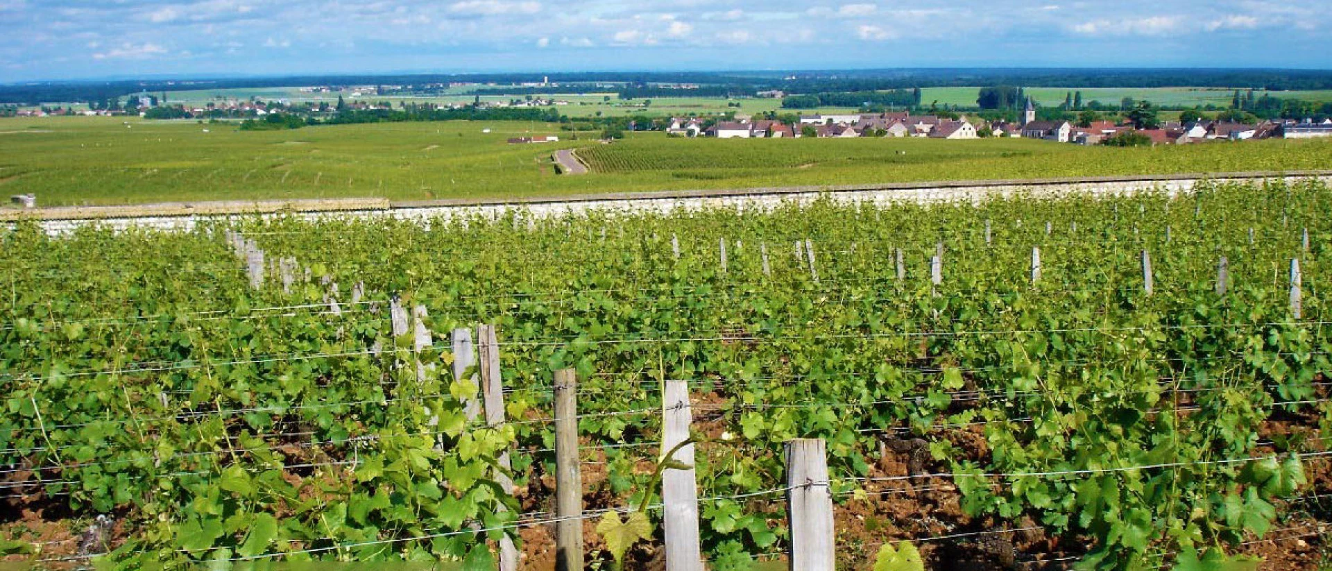 Domaine Méo-Camuzet
