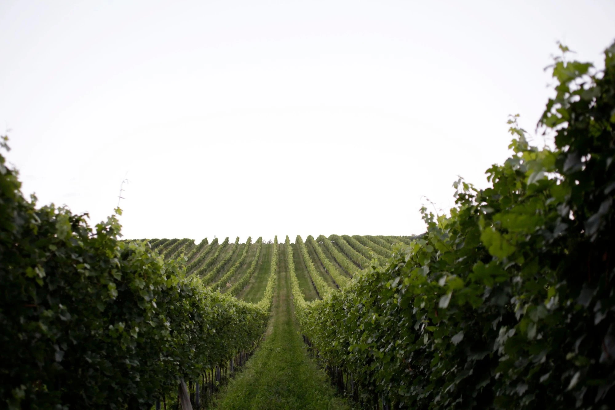 Bioweingut Zirnsack