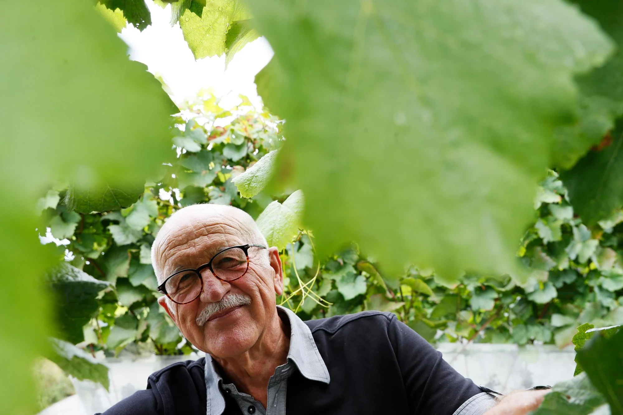 Cees van Rijn